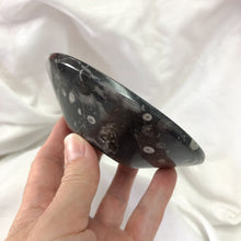 Fossil | Orthoceras Bowl | Crystal Life Australia