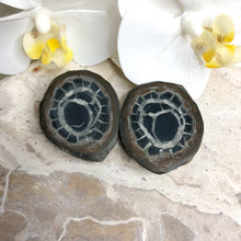 Septarian Nodule. | Pseudo Fossil | Crystal Life Australia